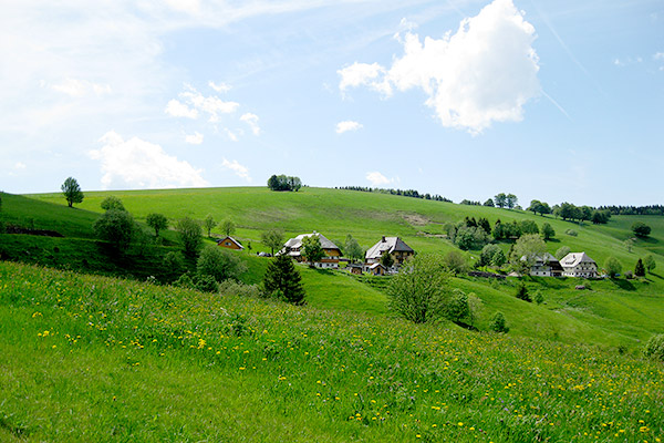 Bühlhof Ferienwohnungen Oberried Hofsgrund / Bauernhof Schwarzwald